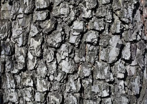 Bark wood texture background Stock Photos