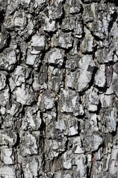 Bark wood texture background Foto stock