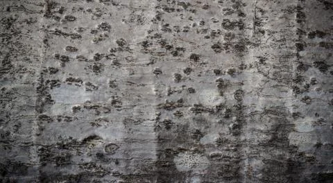 Bark wood texture Stock Photos