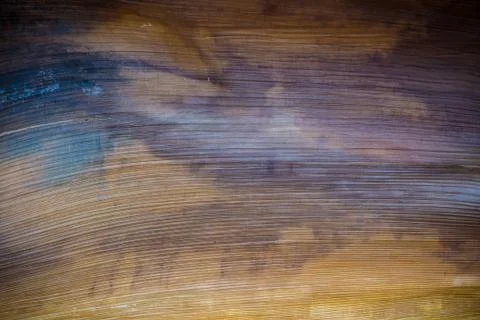 Bark wood texture Stock Photos