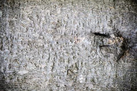 Bark wood texture Foto stock