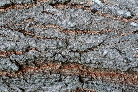 Bark wood texture Stock Photos