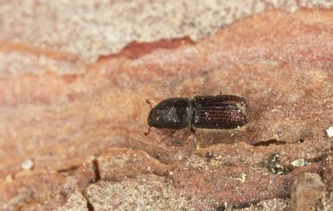 Barkbeetle on pine bark Stock Photos