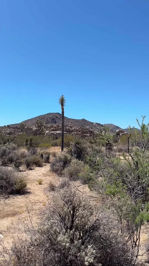 Barker Dam Trail POV Walk Stock Footage 336399178