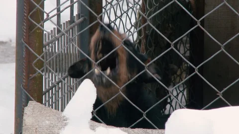 Barking chained dog in winter on snow. Close up Stock Footage 103808660