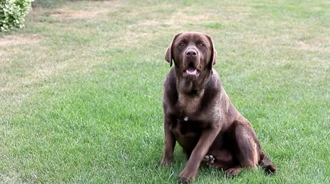 Barking chocolate Labrador Stock Footage 35569583