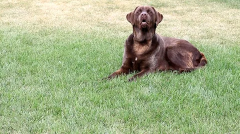 Barking chocolate Labrador Stock Footage 35569676