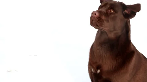 Barking chocolate Labrador isolated  in winter Stock Footage 36647130