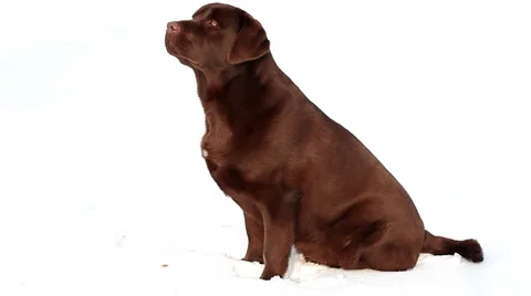 Barking chocolate Labrador isolated  in winter Stock Footage 36647166