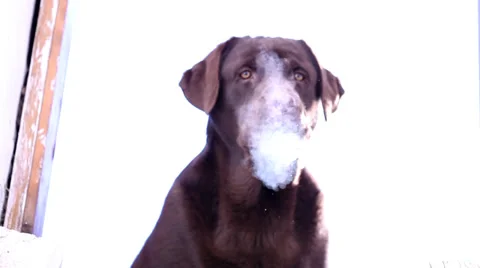Barking chocolate Labrador  in winter Stock Footage 36646270