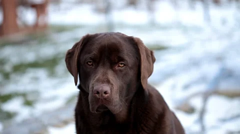 Barking chocolate Labrador  in winter Stock Footage 36646327