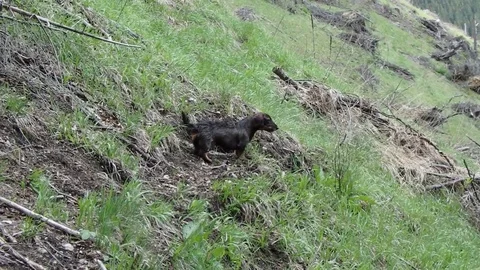 Barking dachshund Stock Footage 83708166