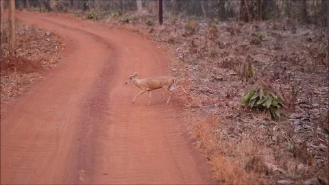 Barking Deer Crossing Video stock 75834668