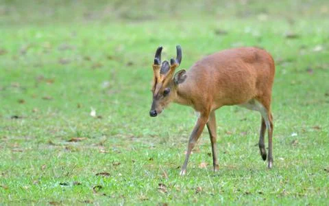 Barking deer in a field of grass Foto stock