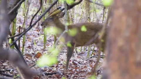 Barking deer Stock Footage 144737576