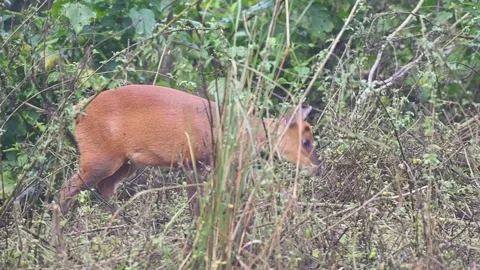 Barking deer going up a hill in Corbett national park Stock Footage 340514930