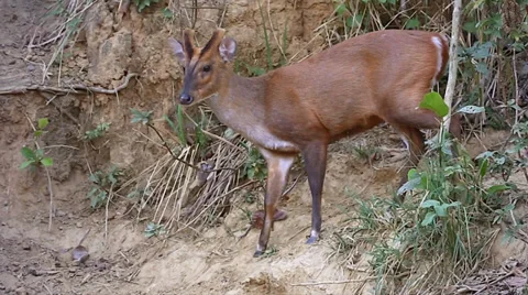 Barking Deer grazes and keeps a watchful eye out for tigers in Ramnagar, India. Stock Footage 37512681