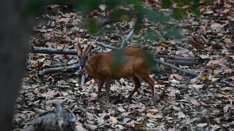 The barking deer grazes in the grass while visitors see him in the jungle Stock Footage 239903043
