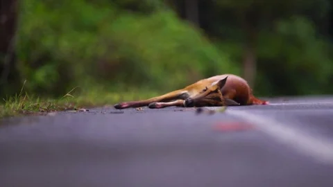 Barking deer injuries from being hit by a car The incident on the road Stock Footage