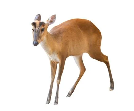 Barking deer isolated Stock Photos