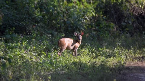 Barking Deer looks at the camera while eating in Corbett Tiger Reserve Stock Footage 145829270