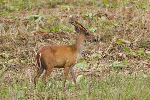 Barking deer in nature Stock Photos
