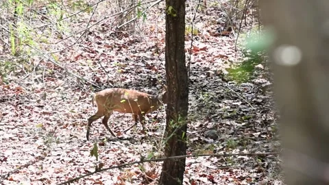 Barking deer in an open area in the forest of Bandhavgarh national park Stock Footage 276689955