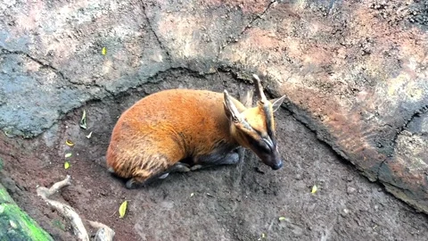 Barking deer or muntjac resting on the ground in wildlife park Stock Footage 333634652