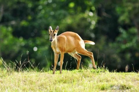 Barking deer Stock Photos