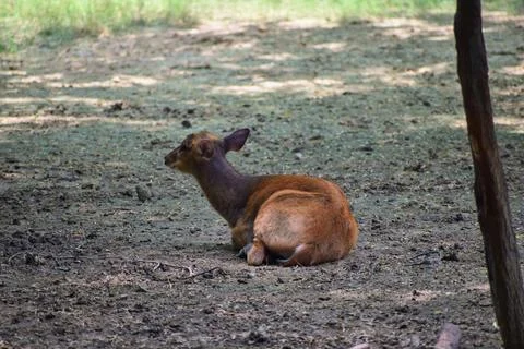 Barking deer resting on shaded ground Stock Photos