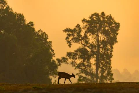 Barking deer sunset Stock Photos