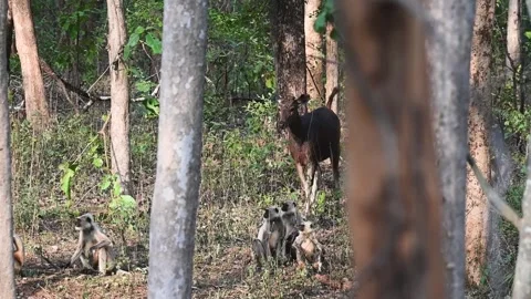Barking deer walking among langurs in Pench national park Stock Footage 277935965
