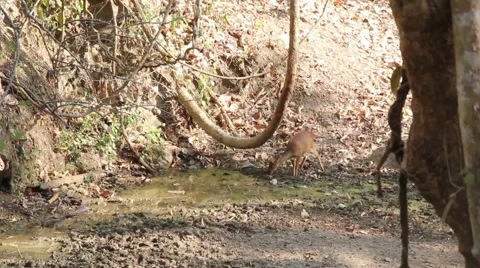 Barking deer wild Stock Footage 54543451