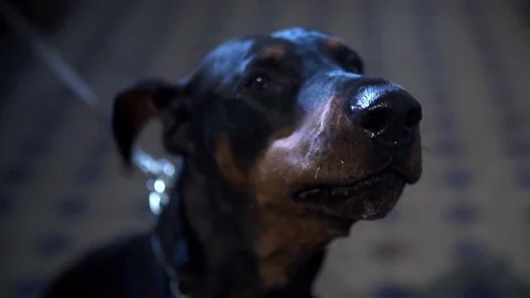 Barking Doberman Stock Footage 76432645