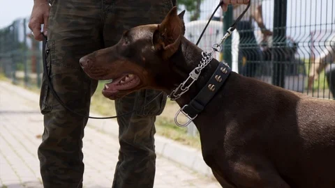Barking doberman shot in slow-mo Stock Footage 107193855
