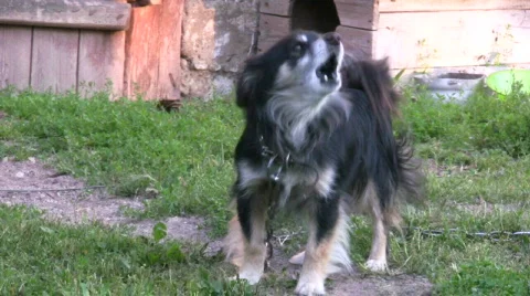 Barking dog (720p) Stock Footage 686806