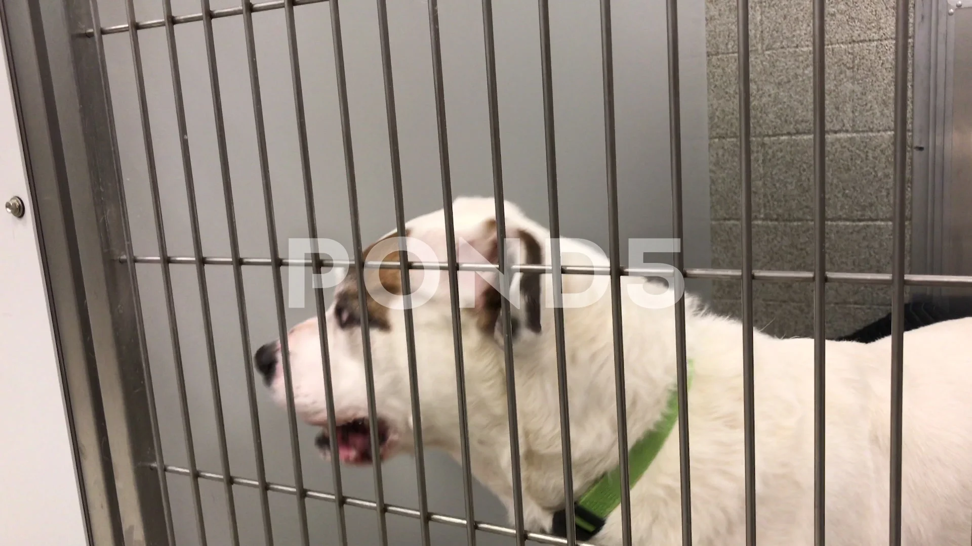 Why Do Dogs Bark In Kennels