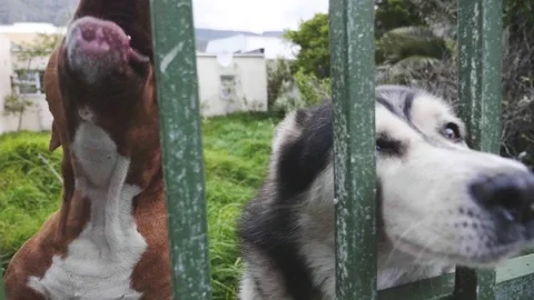 Barking dog fence Video stock 81484473
