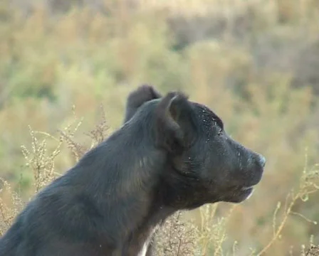 Barking Dog Stock Footage 459363