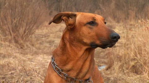 Barking dog Stock Footage 1218402