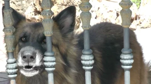 Barking Dog Stock Footage 8651655