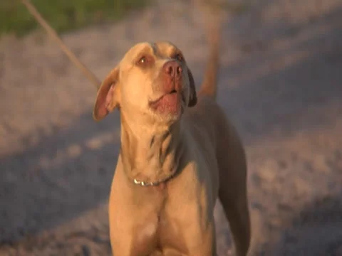 Barking Dog Stock Footage 8691232