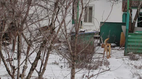 Barking Dog Stock Footage 24759007