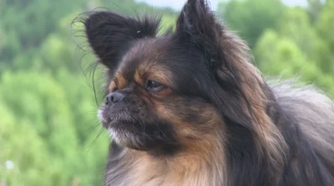 Barking dog Video stock 27325989