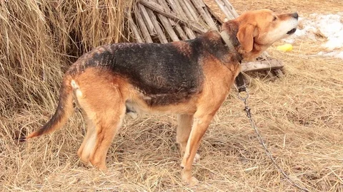 The barking dog Stock Footage 74334152