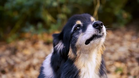 Barking dog Stock Footage 103805741