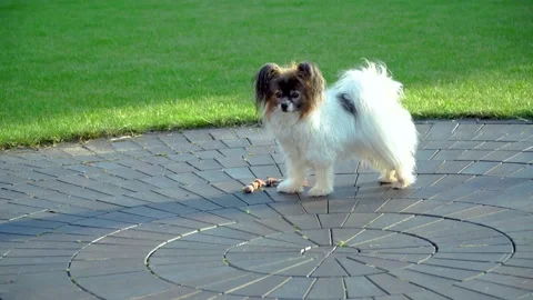 Barking dog Stock Footage 133092492