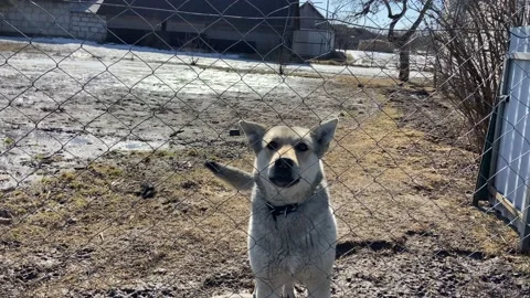 A barking dog. Stock Footage 172133411