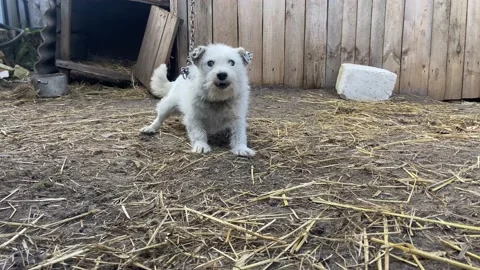 A barking dog. Stock Footage 238087964