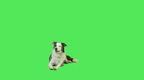 Barking dog in green screen studio  Stock Footage 32264089